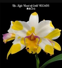 Rlc. Kyle 'Heart of Gold'