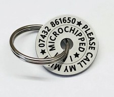 chihuahua - Toy dog breeds PET