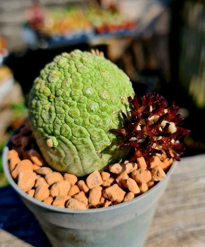 Pseudolithos migiurtinus seeds - pseudolithos,