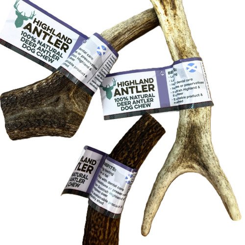 Deer antlers - antlers, to