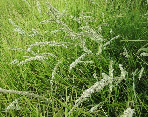 Sesleria autumnalis autumn - sesleria, (autumn