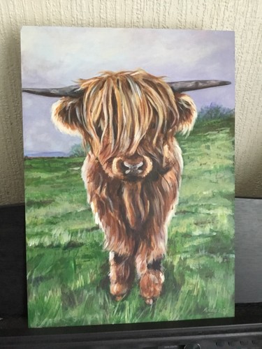Young highland cow calf - young,