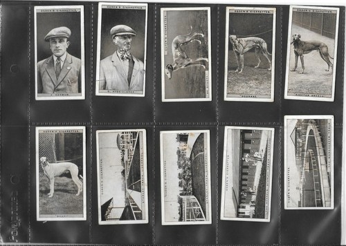 Ogden greyhound racing - greyhound,