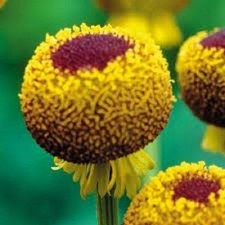 50+ Helenium Autumn Lollipop