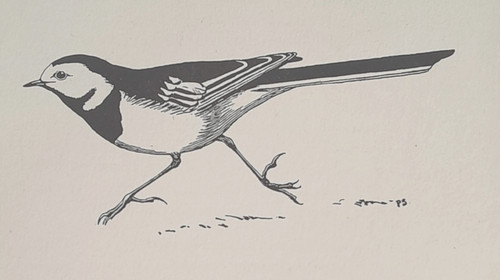 Pied wagtail peter scott - pied,