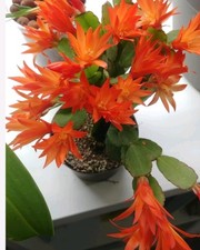 ORANGE Easter Cactus
