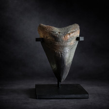 Megalodon shark fossil - shark,
