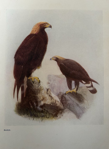 Antique bird print - antique,