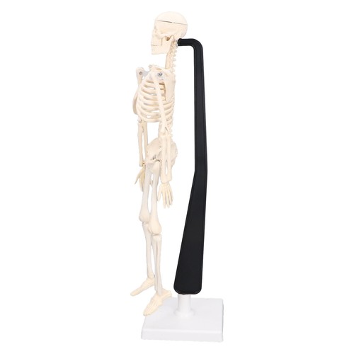 Teaching skeleton model - teaching,