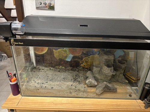 Aquarium fish tank - fish,