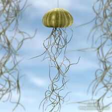 1 x Jellyfish Spanish Moss Air Plant in Green Sea Urchin. Floating houseplant