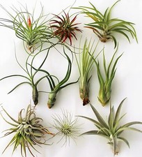 Air Plant Pack - Airplants Tillandsia Live House Plants Wedding Baby Shower Gift