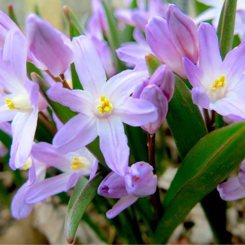 Chionodoxa spring bulbs - spring,
