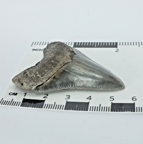 Carcharocles megalodon shark - ,