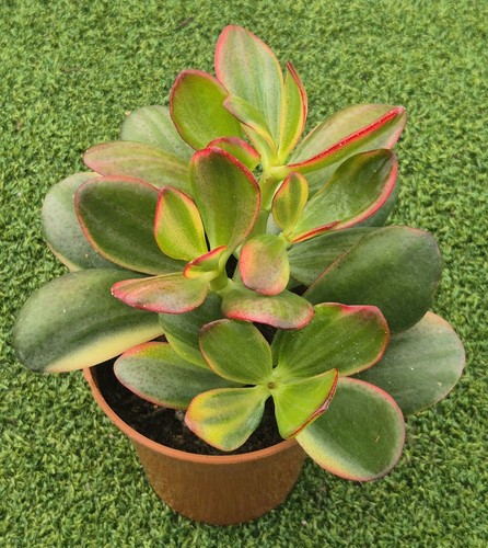 Crassula ovata hummel s - crassula,
