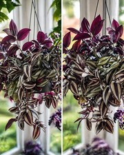 Tradescantia Zebrina  Indoor