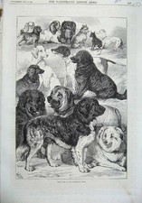 Original Old Antique Print 1870 Prize Dogs Birmingham Show Mastiff Black Tan