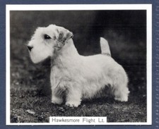 SEALYHAM TERRIER- Original