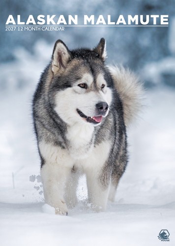 Alaskan malamute dog 2027 - alaskan,