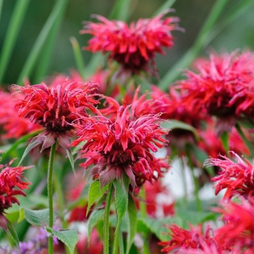 Bergamot plug plants fragrant