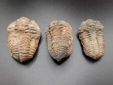 Fossil Trilobites - 3 items. Combined weight 146g (approx.) Free UK Postage