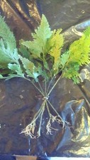 5 UMBRELLA FERN PLANT AQUARIUM