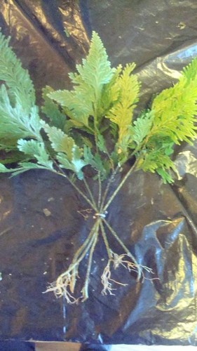 Umbrella fern plant aquarium - 5,