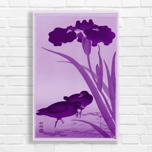 Classic japanese iris - classic,