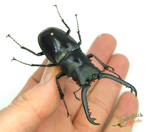 Saw tooth beetle prosopocoilus - saw,
