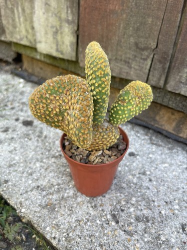 Opuntia microdasys cristata - opuntia,