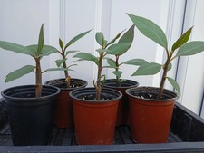 PLUMERIA RUBRA FRANGIPANI AND ADENIUM OBESUM MIXED COLOUR PLANTS