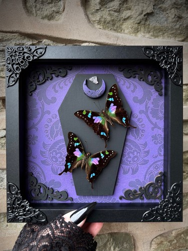 Purple spotted swallowtail - purple,