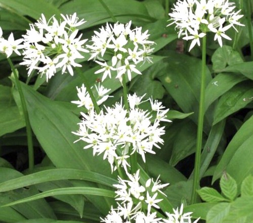 Allium ursinum wild - 10,