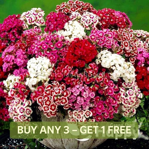 Dwarf sweet william - dwarf,
