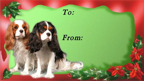 Cavalier king charles - king,