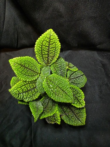 Pilea moon valley plant green - pilea,