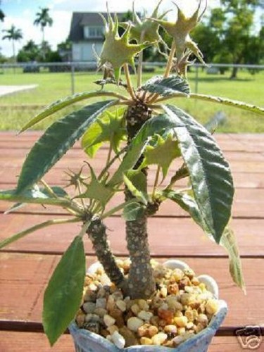 Dorstenia crispa exotic - crispa,