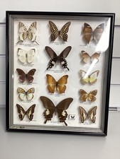 framed butterflies taxidermy
