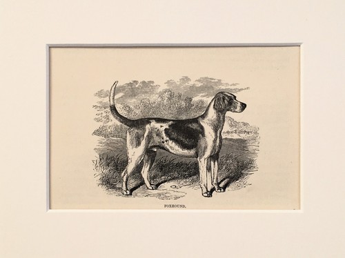 Foxhound fox hound dog print - foxhound,