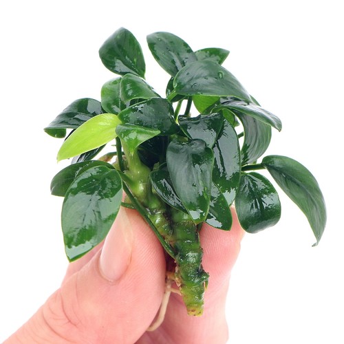 Anubias bonsai live - bonsai,