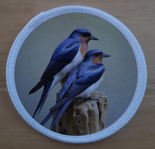 Pair swallows swallow bird - swallows,