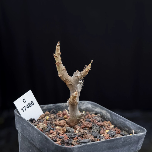 1pieces 5cm seedling - 1.2-1.5cm,
