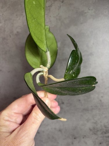 Large hoya fungii fresh - large,