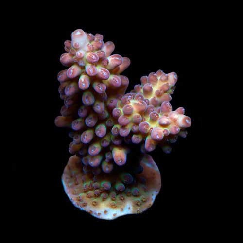 Aquacultured green marshall - aquacultured,