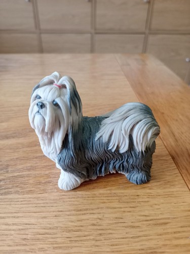 Beautiful small shih tzu - beautiful,