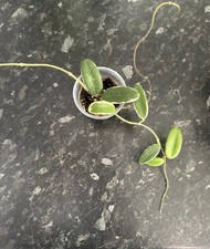 Hoya Lyi Prism Pink Fresh Cutting Rare Plant