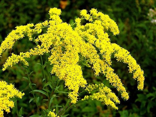 Golden rod solidago - rod, –