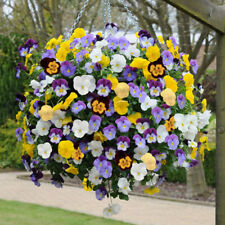 Trailing Pansy Cool Wave, 10 Garden Ready Plants, Hardy Summer to Spring Colour
