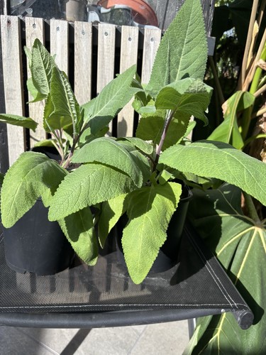 Lepechinia hastata 2l - lepechinia,