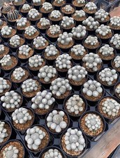 Rare Pelecyphora asseliformis